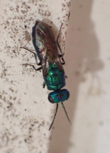 Trichrysis cyanea